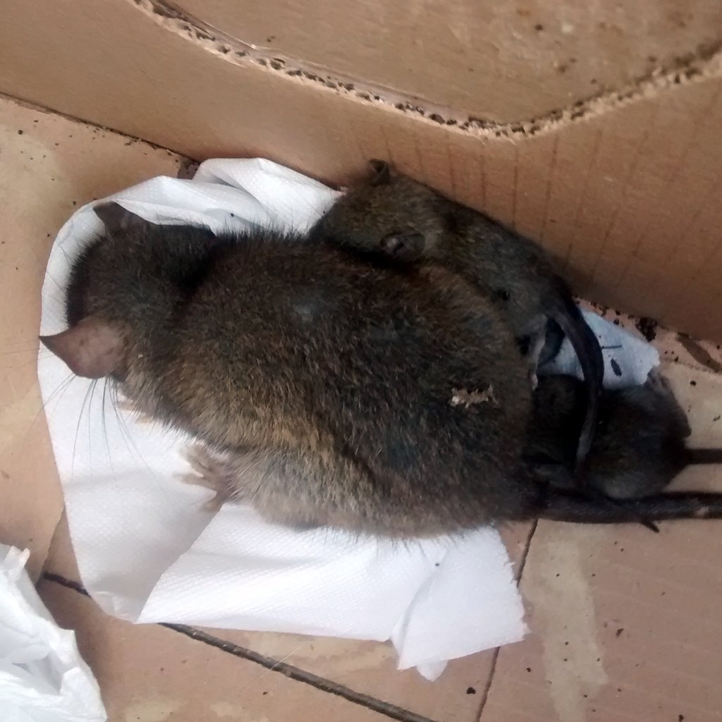 AlanGameDev's tweet image. OK, so a single mother of 3 just moved in... she doesn't seem very well, certainly not poisoned (no house nearby) but she can barely move, not sure what to do; any ideas? Vet's not an option and I'd like to release them asap. Seriously, why stuff like this only happens to me...