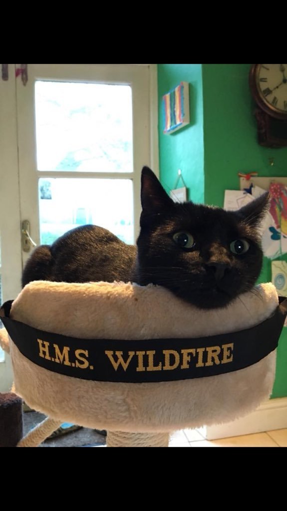 PetsOnShips's tweet photo. https://t.co/ew2PPEw253 https://t.co/bhYpP23sW4 https://t.co/vAc96oktV9