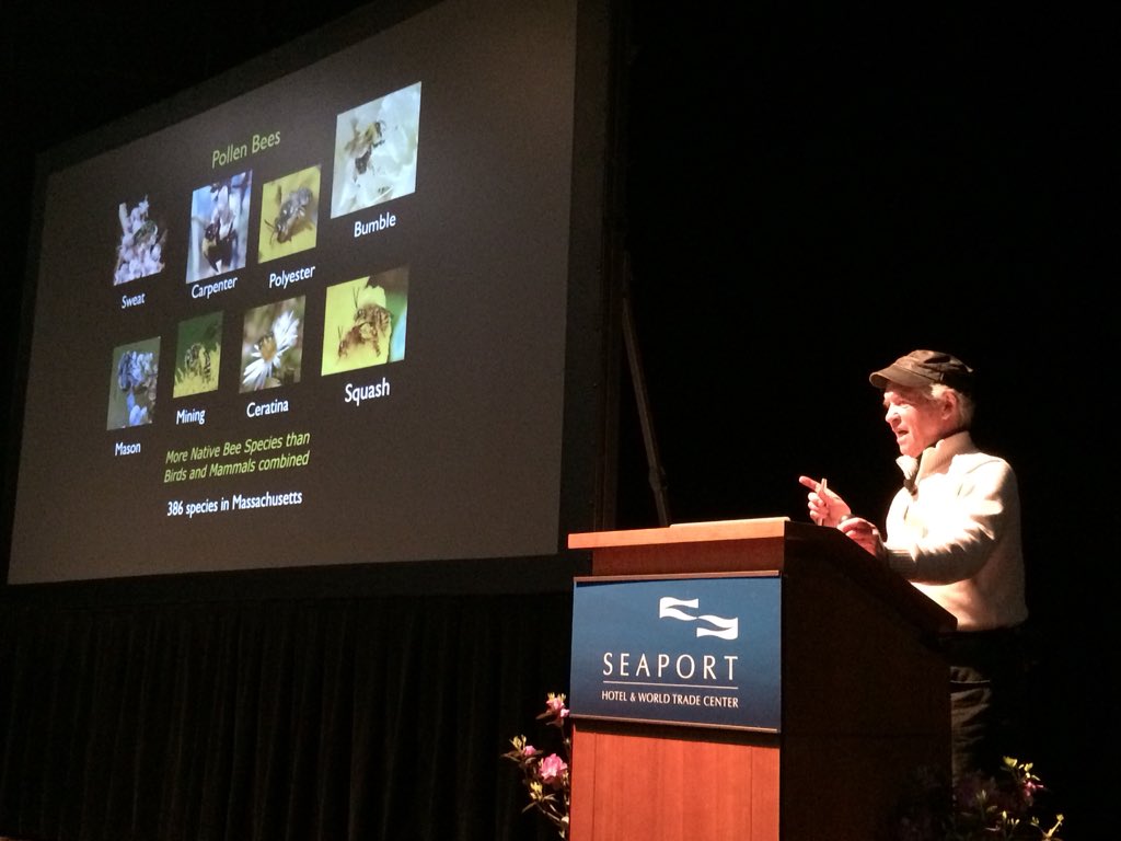 ErinKohnke's tweet photo. Tom Sullivan calls small carpenter bees the “the pithy stem bees” because they prefer pithy (spongey) plant tissue #BUBees #bostonflowershow https://t.co/HtiNY6dEMb