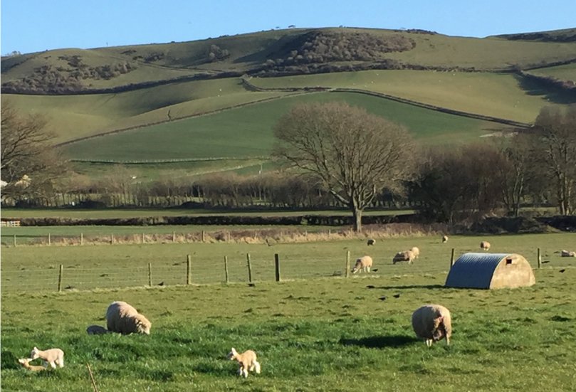 Come and see the gorgeous little lambs near our cottage garden. Fri 23rd March to Sat 31st still available.  From £350 for 3 or 4 nights ..