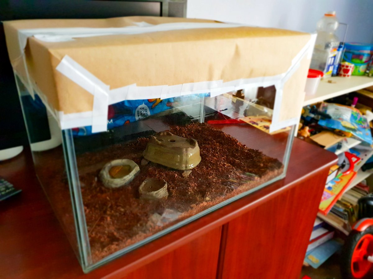 CD_Musgrave's tweet photo. 3 escaped roaches found, 1 stil AWOL. Sealed up now till I can make new lid tomorrow #PetRoach 🦗 https://t.co/jgCeZjzUoE