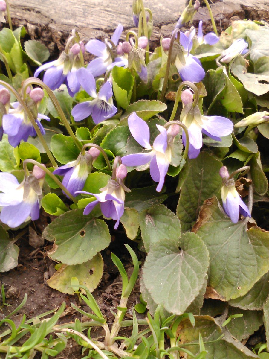 vasy13ionela's tweet photo. #Violaodorata , #woodViolet , #sweetViolet, #EnglishViolet, #commonViolet, #floristsViolet, #gardenViolet , #Viola , #flowers , #purpleflowers , #green , #garden , #nature https://t.co/3jaDGSPeOC