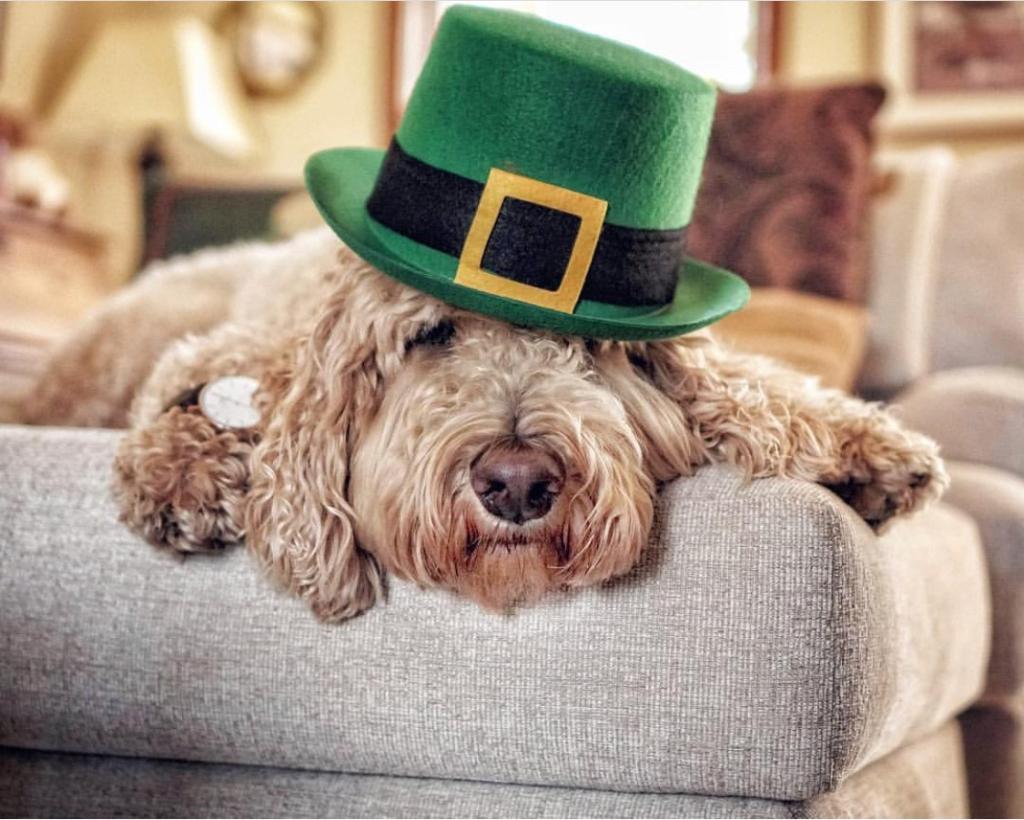 🍀 Happy St. Patrick's Day from your friends at PetSmart 🍀 (📷IG: indythegoldendoodle) #stpatricksday #fortheloveofpets