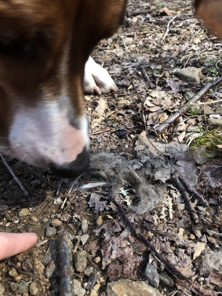 KrupnickJon's tweet photo. Some owl pellets found on a hike with an assortment of bones and fur from its prey #ees028 https://t.co/ma7nNjdlo8