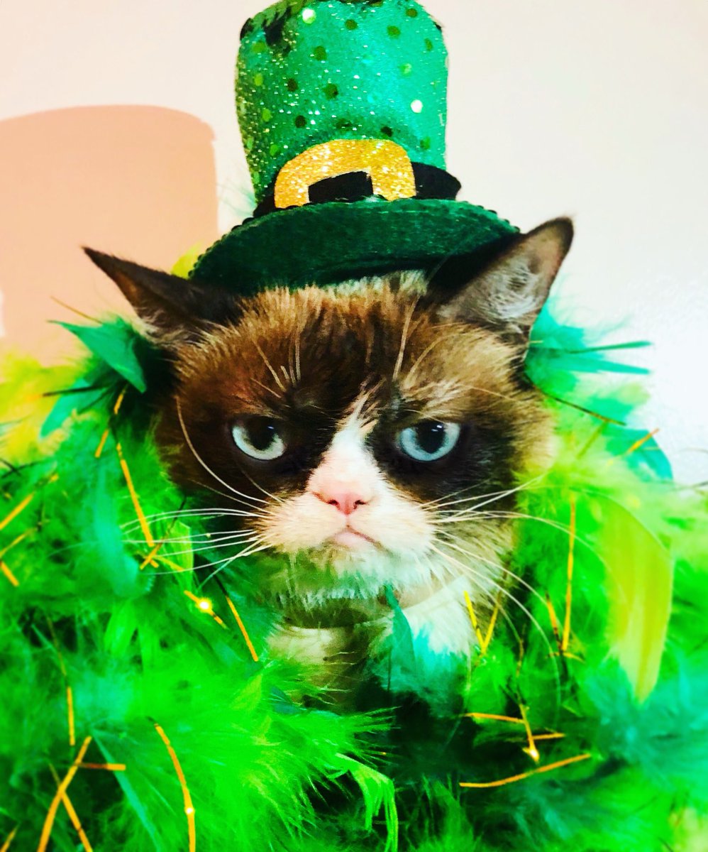 RealGrumpyCat's tweet photo. Worst #StPatricksDay Ever https://t.co/4R6M6Q1boX