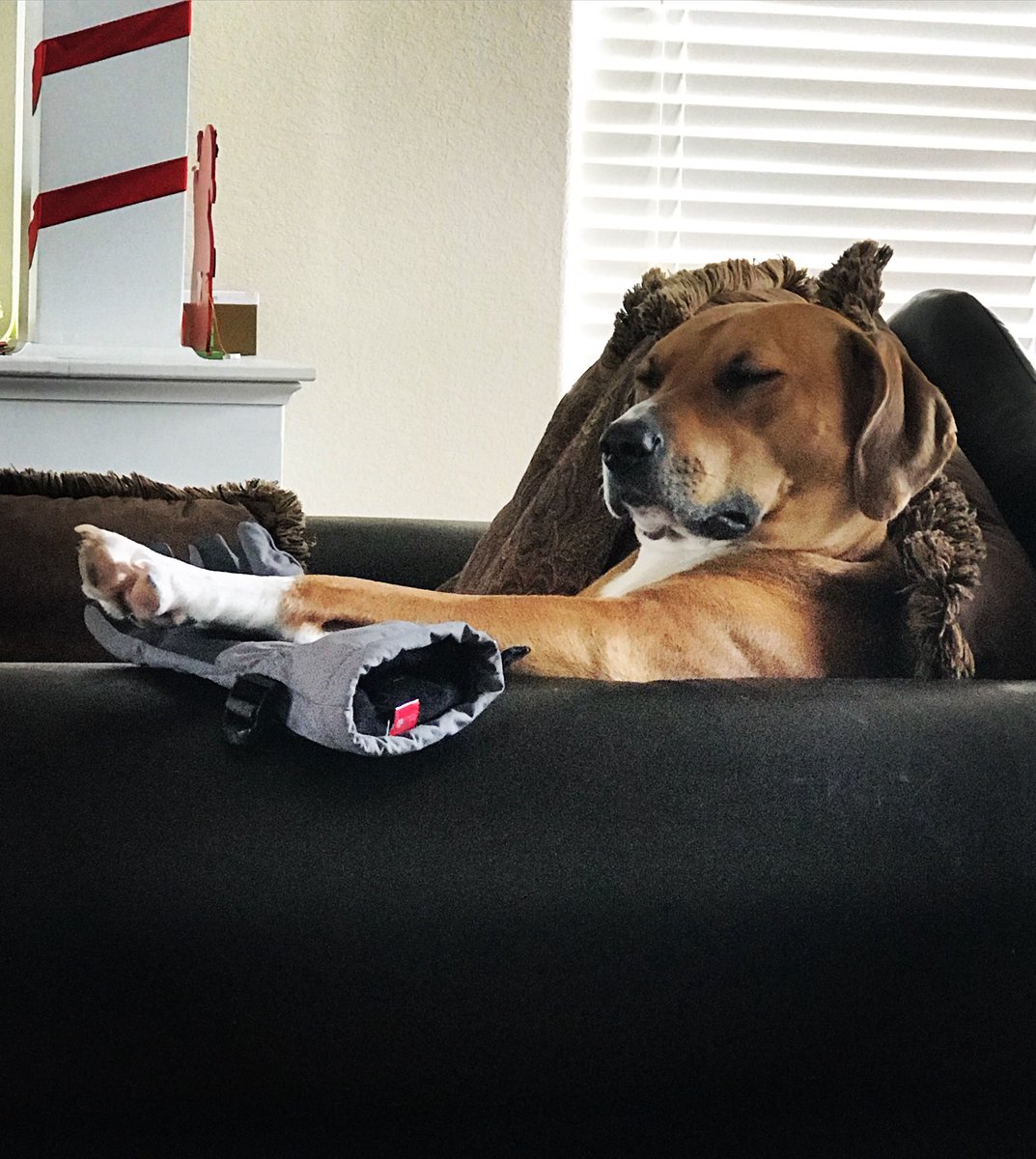 KarynMarinella's tweet photo. Wake me up when it’s time to Shake n Bake @ACSupdates #ItsRaceDay #NoSleepingOnTheJob #LadyValor 🇺🇸 https://t.co/6r3uaL7dua