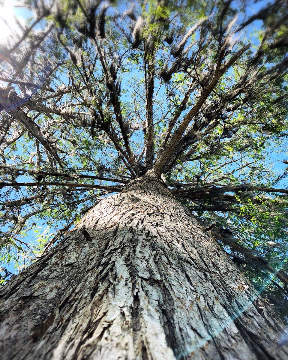 Eleimar_Lemus's tweet photo. Silver spring Nature Theme Park, ocala, florida ♥️ #silverspring #ocala #ocalanationalforest #tree #treeandsky #sky #forest #usa #park #nature #photography #florida https://t.co/Rx3KIpRebM