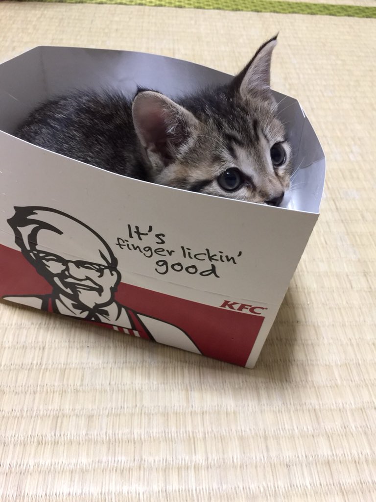 s____t_1217's tweet photo. ケンタッキー食べようとしてたから没収したらこれである https://t.co/qJPHzothAa