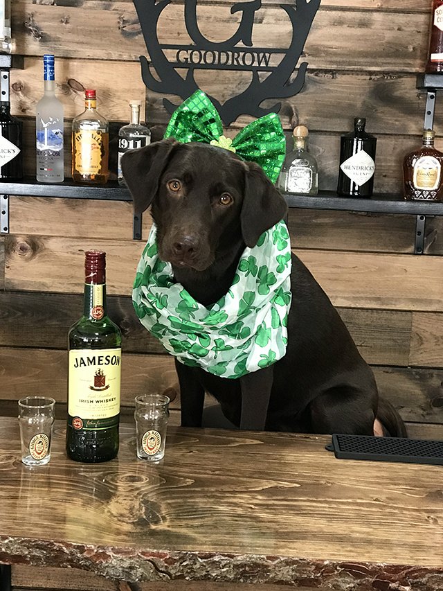 SPECNews1ROC's tweet photo. Someone is ready for the day's festivities 😅. Thanks to Lisa Goodrow for the photo. Happy St. Patrick's Day everyone! Have fun and be safe 🍀☘️🍀☘️. Watch live parade coverage on @SPECNewsROC right now. #ROCPARADE2018 #StPatricksDay #ROC https://t.co/DoeHScN3tU