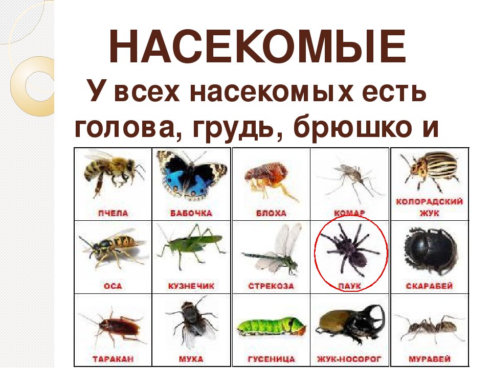 Примеры насекомых 2 класс. Насекомые названия. Насекомые с названиями для детей. Насекомые названия животных. Насекомые с описанием.