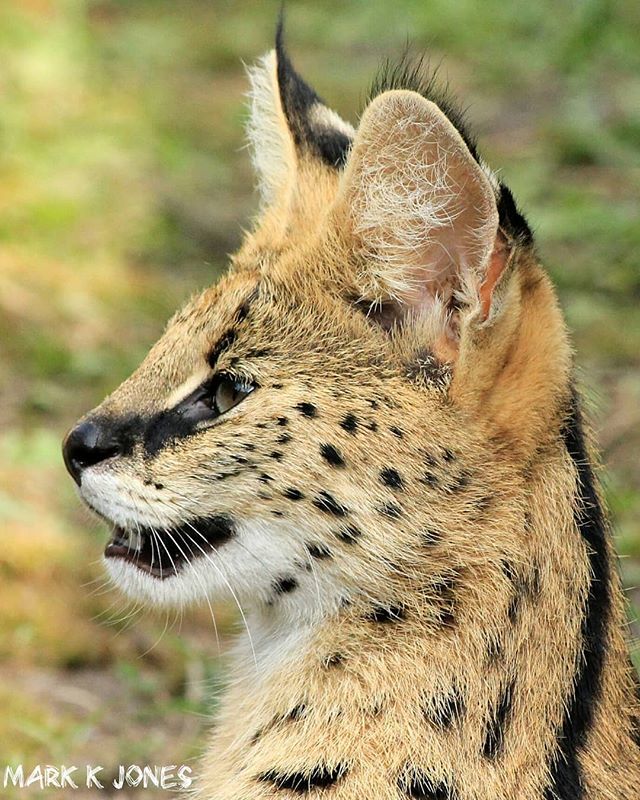 Profile of a Serval...
One of the loveliest of all the cat species. 
#wildlife #wildlifephotography #nature #naturephotography #nature_brothers #photography #mammal #cat #serval #closeup #aboutsouthafrica #canon #guide ift.tt/2DAESYT