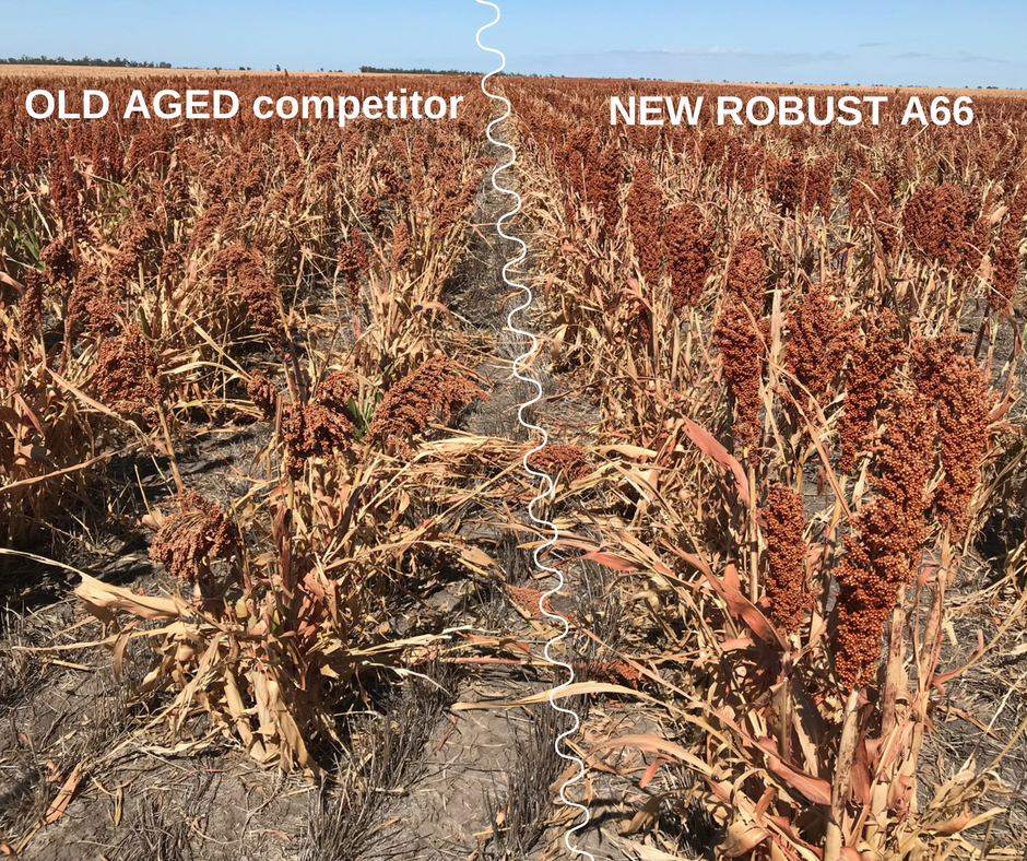 pioneerseedsau's tweet photo. Side by side trial #Boggabilla NSW new robust A66 looking strong in tough conditions. Great standability, excellent yield, good grain colour and size. Ask your Pioneer rep about A66 today Phone 1800-746-633 https://t.co/eHp4IiZ4nM