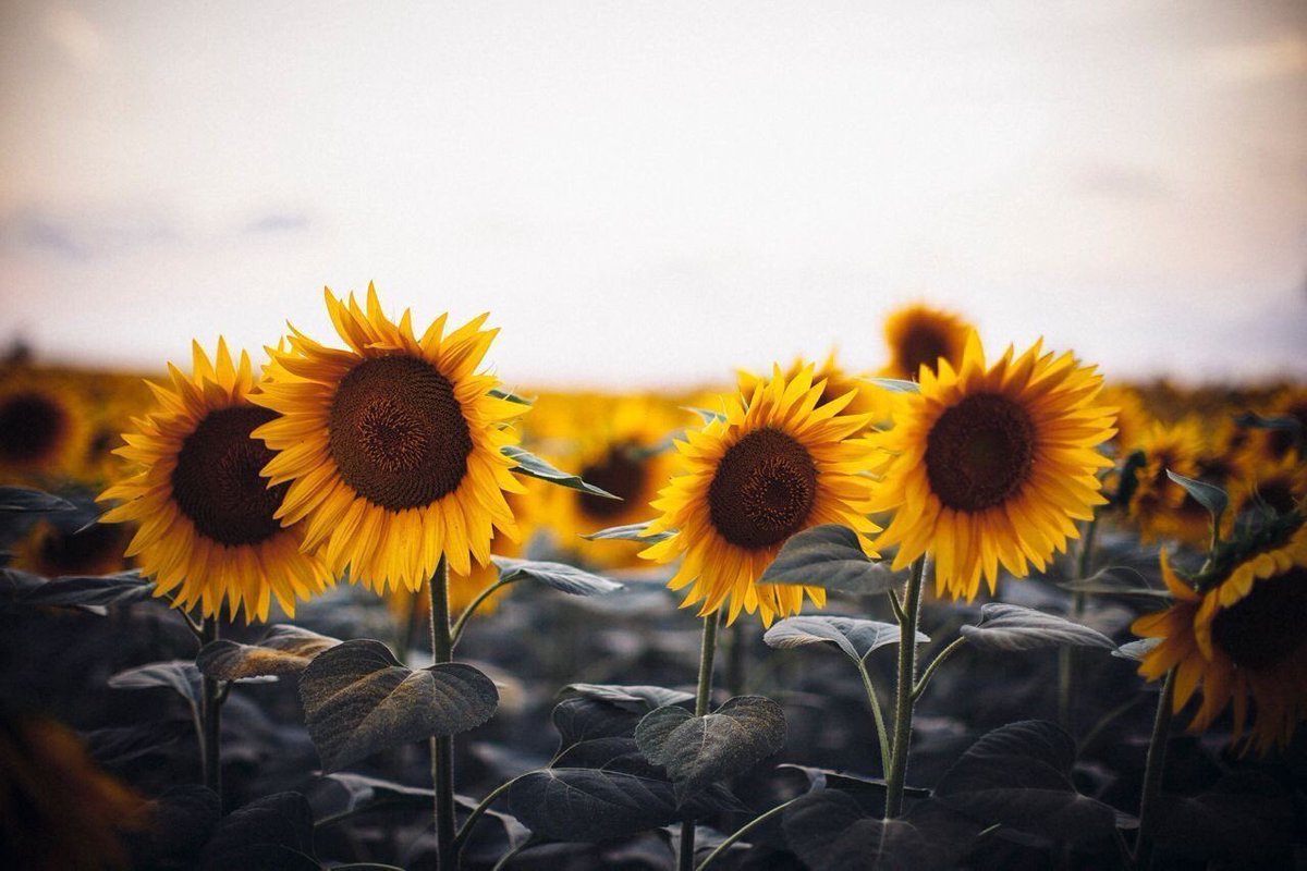 sunflowerlust's tweet photo. A love for sunflowers 🌻 https://t.co/62pRyncl4A