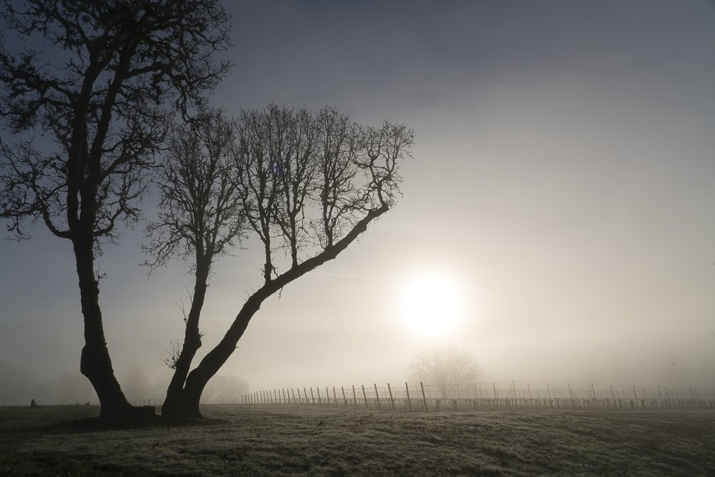It was a beautifully foggy morning to start to the day.  This weekend is our Spring Wine Club Pick Up Party.  It's going to be a fun day full of wines and light bites.  We can't wait to see you all here!  #dundeehills #wine #winetasting #ourmembersareamazing #domaineserene