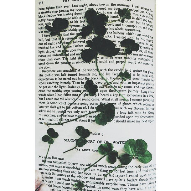 A few of Shelby's four leaf clovers to help celebrate St. Patty's Day 🍀#StPattysDay