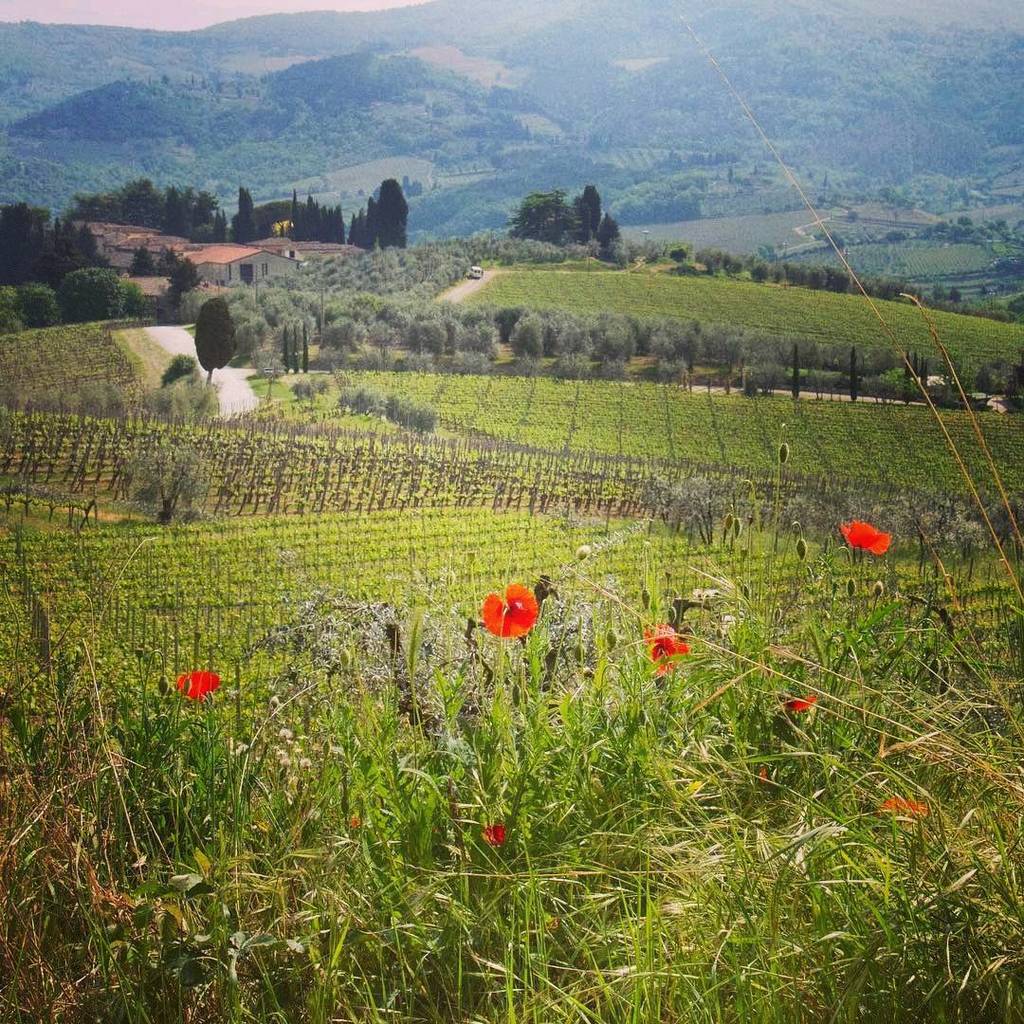 Red poppies of Greve in Chianti #toscana #tuscany #italia #italy  #chianti #vino #winelover  #discovertuscany #browsingitaly #igersitalia #italieturisme #madeintuscany #tuscanybuzz  #tuscanypeople  #besttoscanapics #tuscanylandscapes #florenceandtuscanyforyou #italiainunosca…