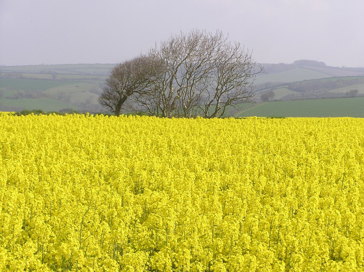 Cornwall_Info tweet picture