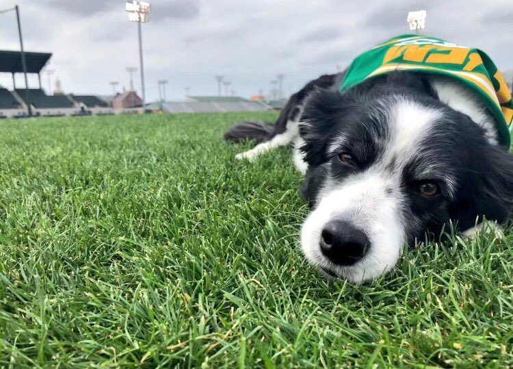 When you want to have fun at Bark in the Park, but you have business to handle and a game to win. #SicTTU