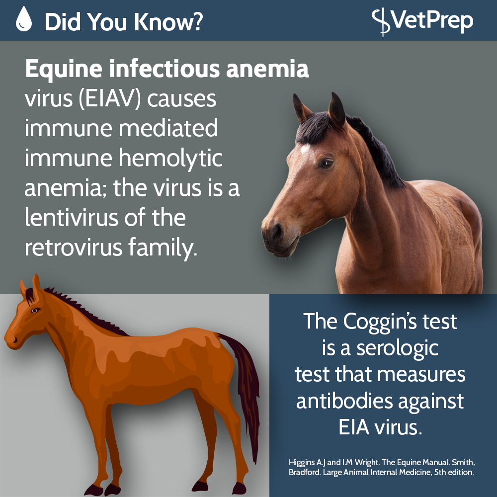 viralvet's tweet photo. Equine infectious anemia #VetMed #VetStudent https://t.co/YdH9W5W8qs