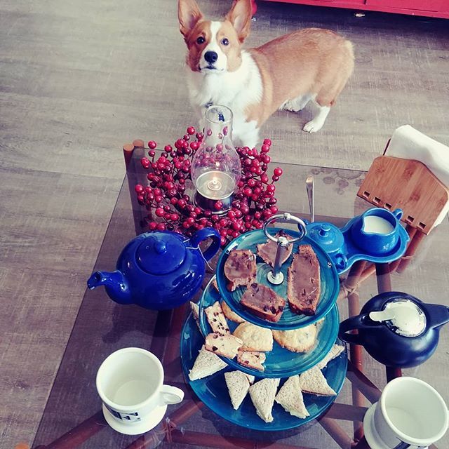 foolofapup's tweet photo. My humans are tea nerds.
~
~
#corgi #saturday #hightea #nerds #teatime #cute #dogphotography #dailycorgi #dogoftheday #goodboy #bestdog #dailydog #dailyfluff #longdog #lowrider #perrito #lindo #floof #corgigram #corgilife #corgicorner #classy #corginatio… https://t.co/jWA9VQEvJm https://t.co/csT9aSLofn