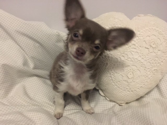 karrieann12's tweet photo. My sweet babies, Cheech &amp; Sophie wish you all a Safe and Happy St. Patricks Day!  :) https://t.co/xPLHi2SULZ