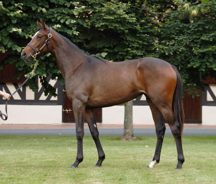 ARQANA (@infoarqana) on Twitter photo Eye-catching debut for a pair of August Yearling sale grads at Toulouse with <a href="/teamchferland/">CH Ferland Racing</a>'s MONCAMEL #Camelot bought from <a href="/Charles_Briere_/">Fairway Consignment</a> besting <a href="/EcurieMonceaux/">Ecurie Monceaux</a> bred IONIC #Intello. Two to follow! 🚀🕶️🏇 Eye-catching debut for a pair of August Yearling sale grads at Toulouse with <a href="/teamchferland/">CH Ferland Racing</a>'s MONCAMEL #Camelot bought from <a href="/Charles_Briere_/">Fairway Consignment</a> besting <a href="/EcurieMonceaux/">Ecurie Monceaux</a> bred IONIC #Intello. Two to follow! 🚀🕶️🏇