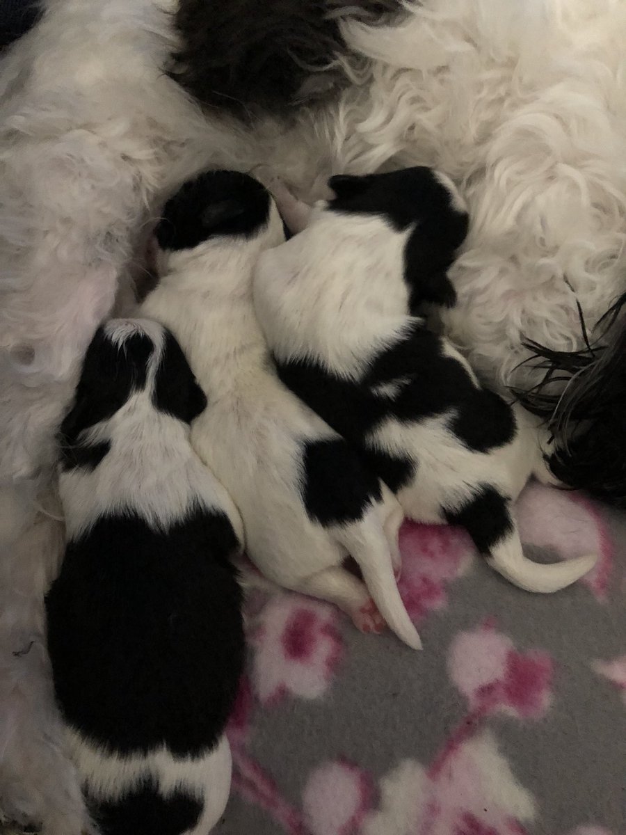 cre8tingart's tweet photo. Finally got to see the babies! Happy Birthday Cue and pups! #dogsofcue #wearecue #cue18 safe travels everyone https://t.co/JwCiLhKQlr
