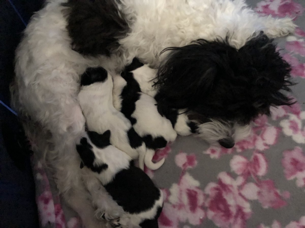 cre8tingart's tweet photo. Finally got to see the babies! Happy Birthday Cue and pups! #dogsofcue #wearecue #cue18 safe travels everyone https://t.co/JwCiLhKQlr