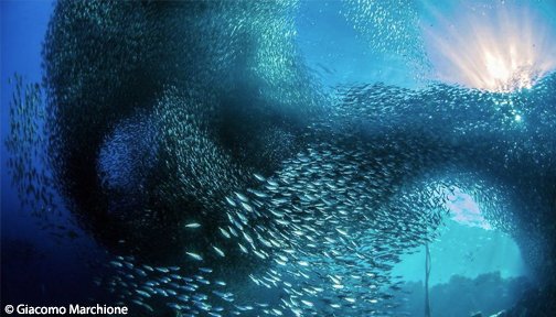 OurOcean's tweet photo. These 60 finalists from the Smithsonian Magazine Photo Contest will leave you in awe. https://t.co/KxOFBn947g via @boredpanda https://t.co/R3MfwIxMol