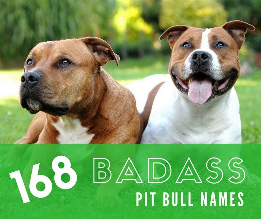 What You Should Really Know About Pit Bulls - PetHelpful