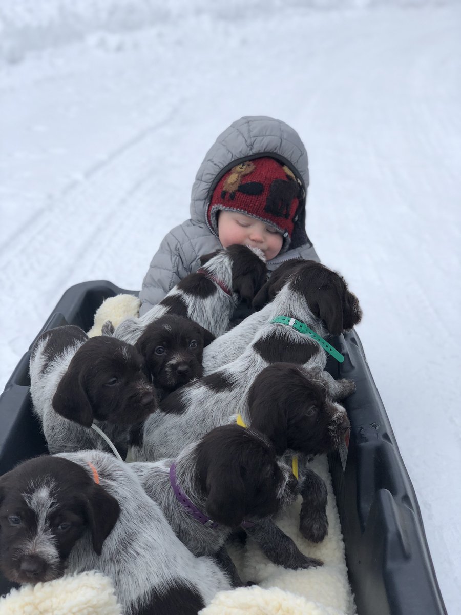 RockyMtnGriffs's tweet photo. There is no such thing as too much puppy love!
#wirehairedpointinggriffons #puppies #Montana https://t.co/dFYqsYtdwX