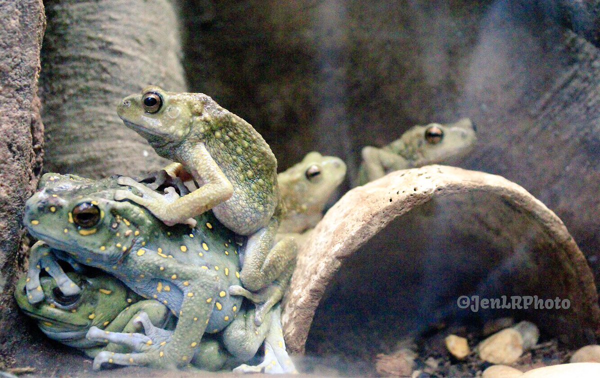 Just some toads hanging out. #amphibian #RBG #frogexhibit #naturelovers #artandscience #wildlifephotography #appreciatenature #froglovers