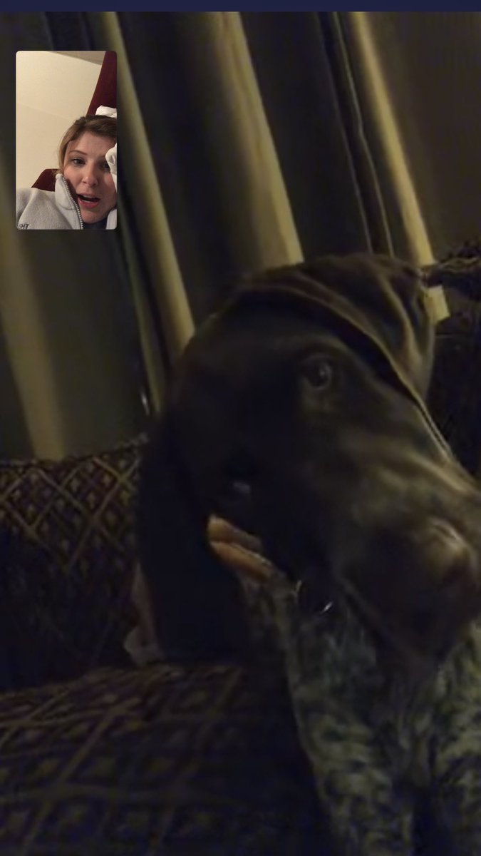 kara_blake's tweet photo. Here’s a picture of my dog and I FaceTiming https://t.co/9wR38NLLdP
