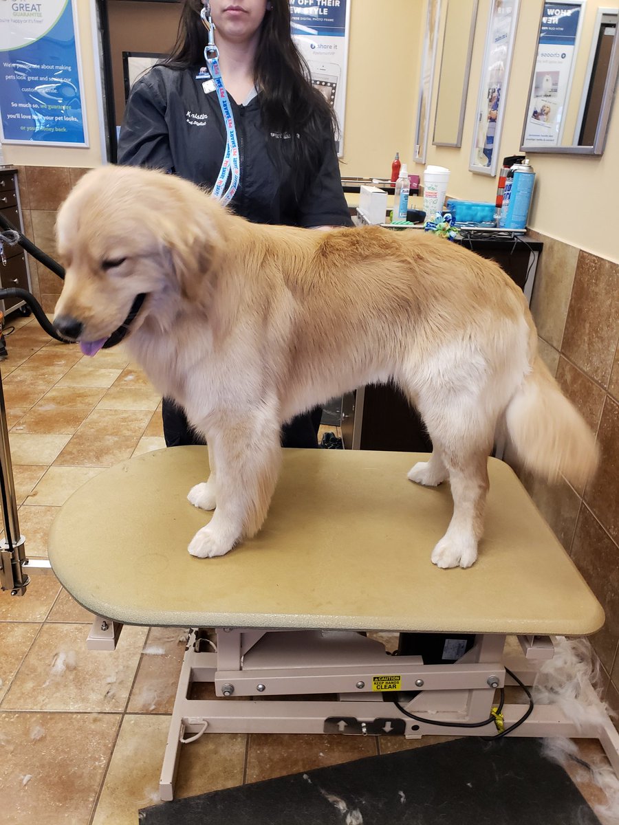Kristin #2233 #CNY breed specific #northeastgrooming