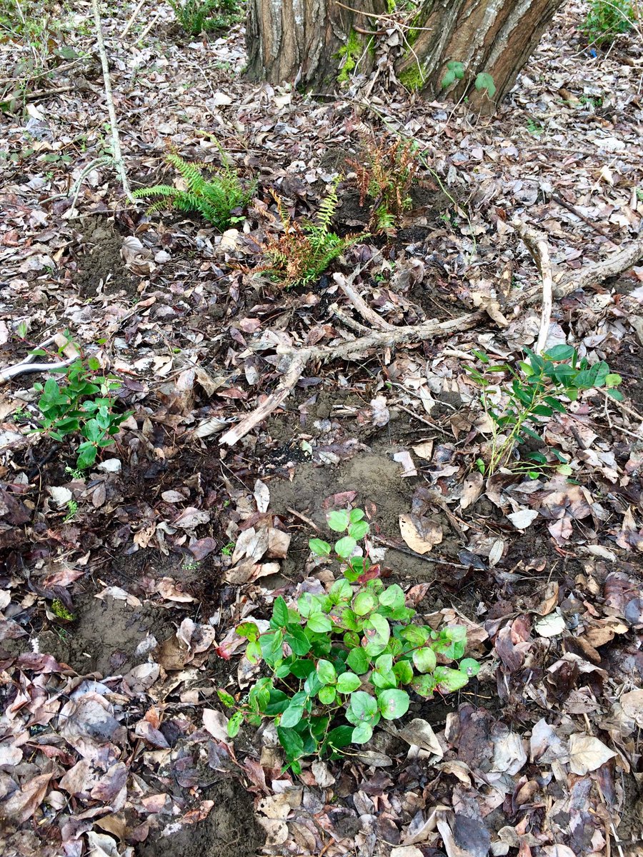 rewrought's tweet image. Had a great time planting #nativeplants this morning with @ColumbiaSlough at Kelley Point Park!