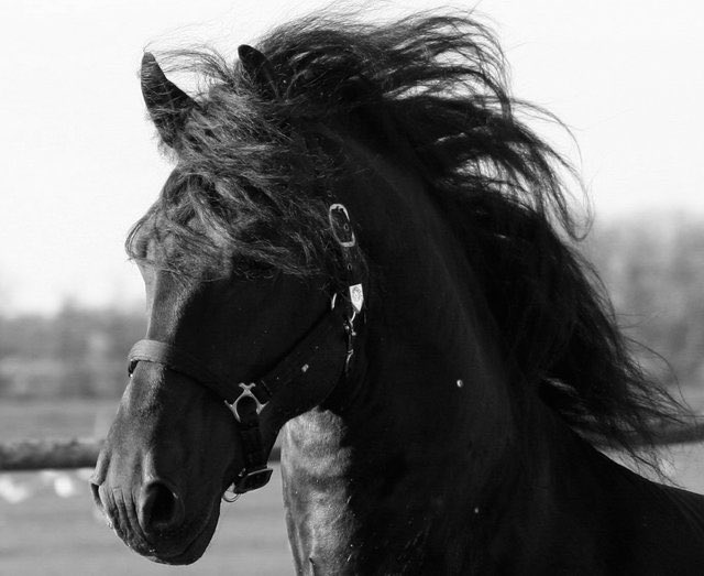 Черный конь песня. Утонченный черный конь. Черная лошадь мечты. Вороной конь фото. Лошадь черная крупом.