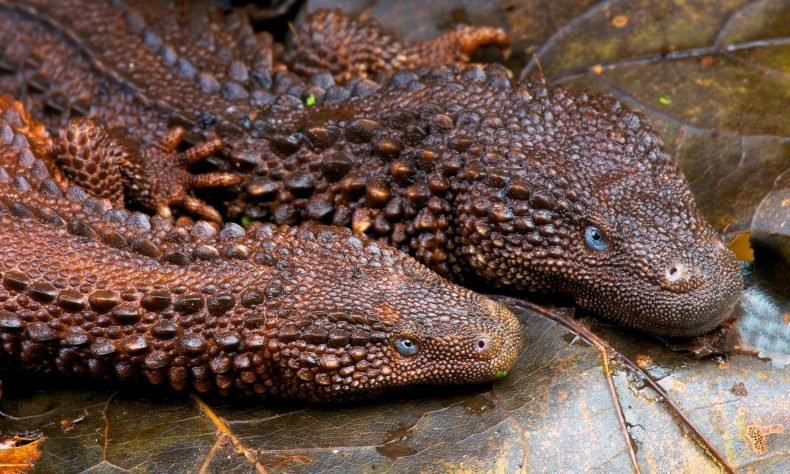 Rj Palmer On Twitter The Earless Monitor Lizard Lanthanotus Borneensis Is One Of My Absolute Favorite Extant Animals While They Aren T Actually Monitor Lizards They Probably Are Dragons Https T Co Stk6gxoydh
