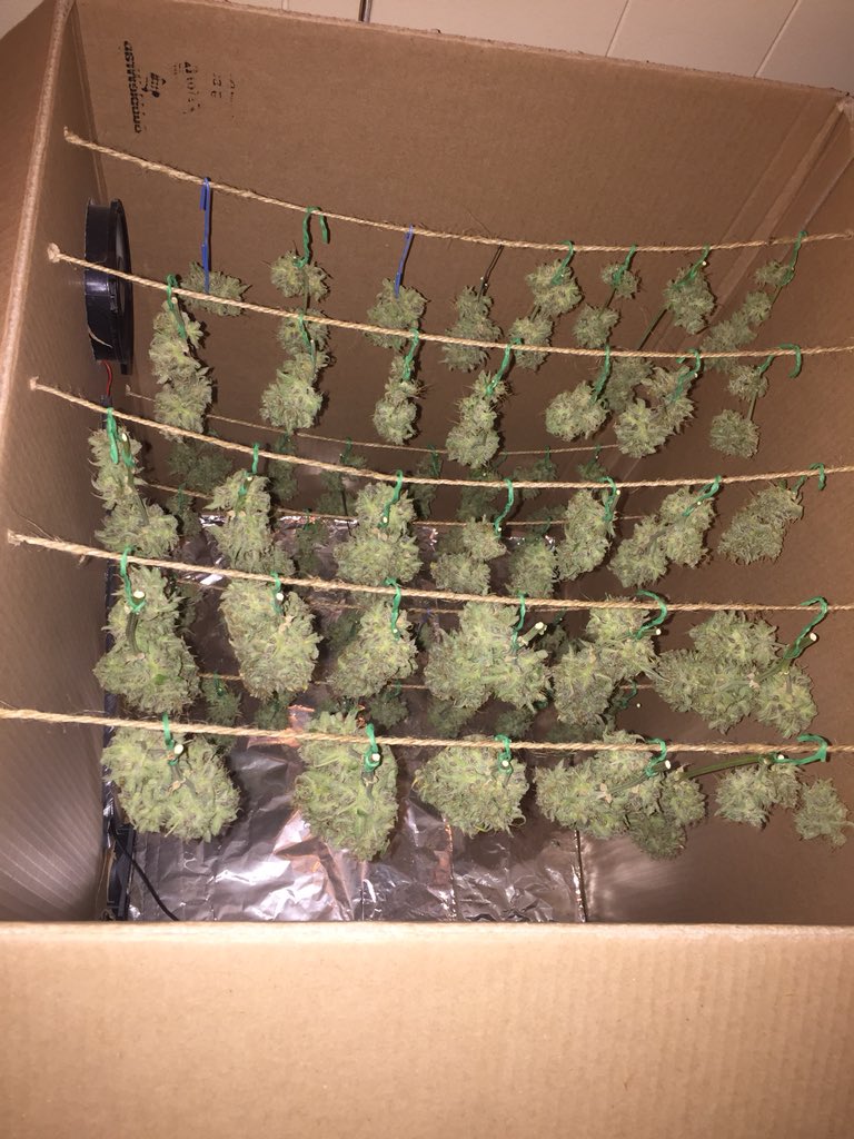 LaboratoriesC's tweet image. Trimming day again! Took down the second Crop Circle today! Love the smell and can’t wait till it’s cured!