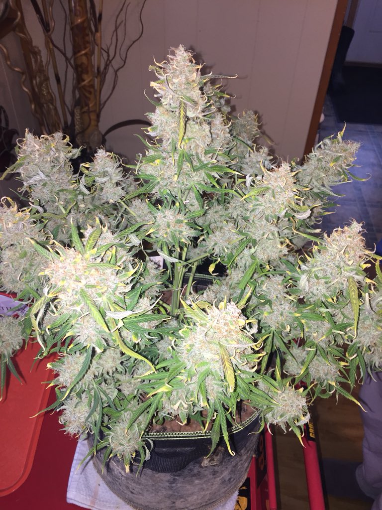 LaboratoriesC's tweet image. Trimming day again! Took down the second Crop Circle today! Love the smell and can’t wait till it’s cured!