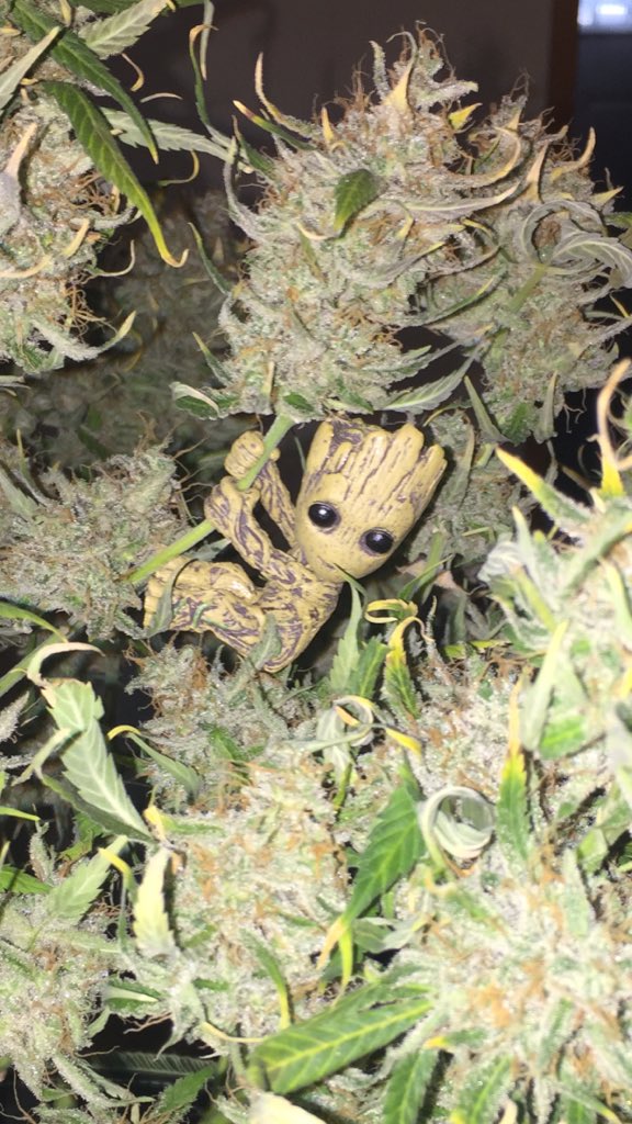 LaboratoriesC's tweet image. Trimming day again! Took down the second Crop Circle today! Love the smell and can’t wait till it’s cured!