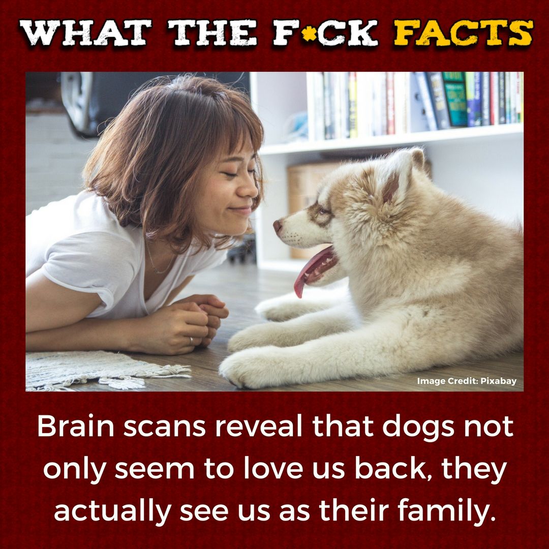 What The F*** Facts (@whattheffacts) on Twitter photo 