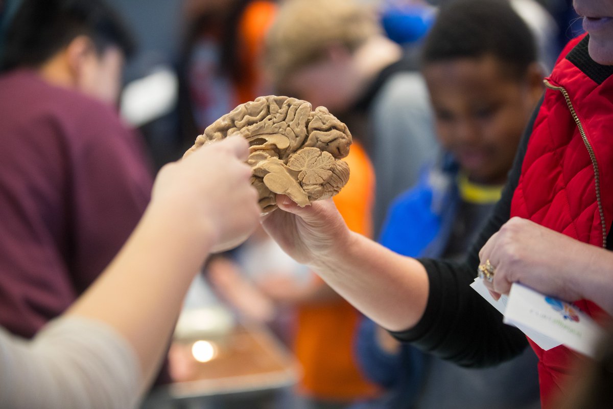 BrownUniversity's tweet photo. For the third year in a row, the Brown Brain Fair offered kids and adults alike the chance to learn about brain research with games and fun demonstrations. Learn more about Brain Week: https://t.co/TgIcg2OubC #BrownBrainScience🧠 https://t.co/uHtVBSogro