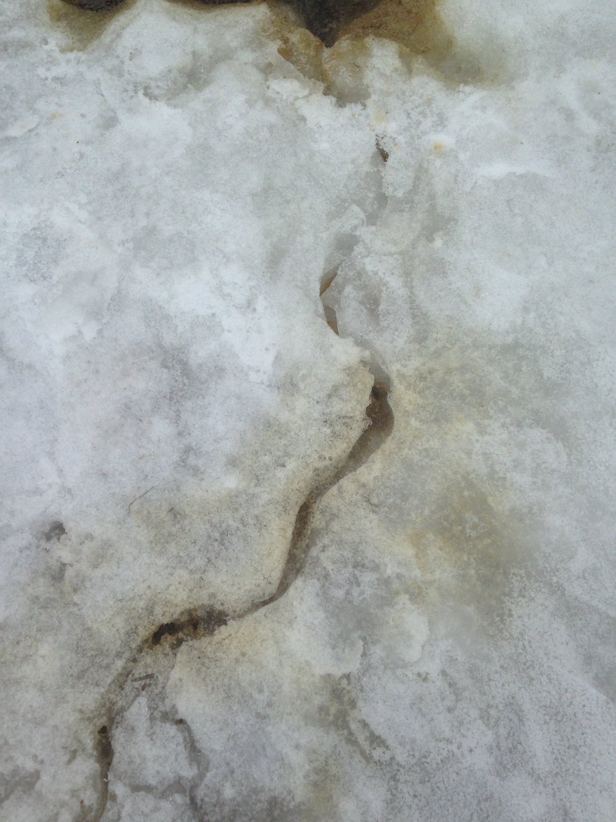 dailystem's tweet photo. Rivers? Erosion?
Melting snow in the driveway.
Make a learning opportunity with your kids.
#BackyardSTEM https://t.co/MrJgTuSTHM