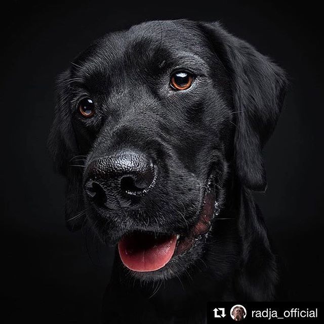 dogsitterfede's tweet photo. https://t.co/YlE50Kz843 https://t.co/63xRkNC6p2