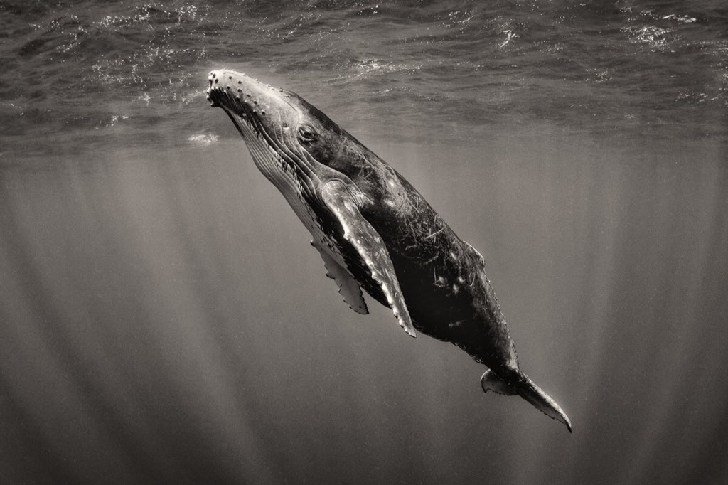 In 1989, scientists discovered a whale which sang at a frequency of 52 Hz (most whales sing at a frequency of between 10 and 40 Hz) meaning it’s calls possibly couldn’t be heard by other whales. Despite this it kept on singing, travelling thousands of miles across the ocean...