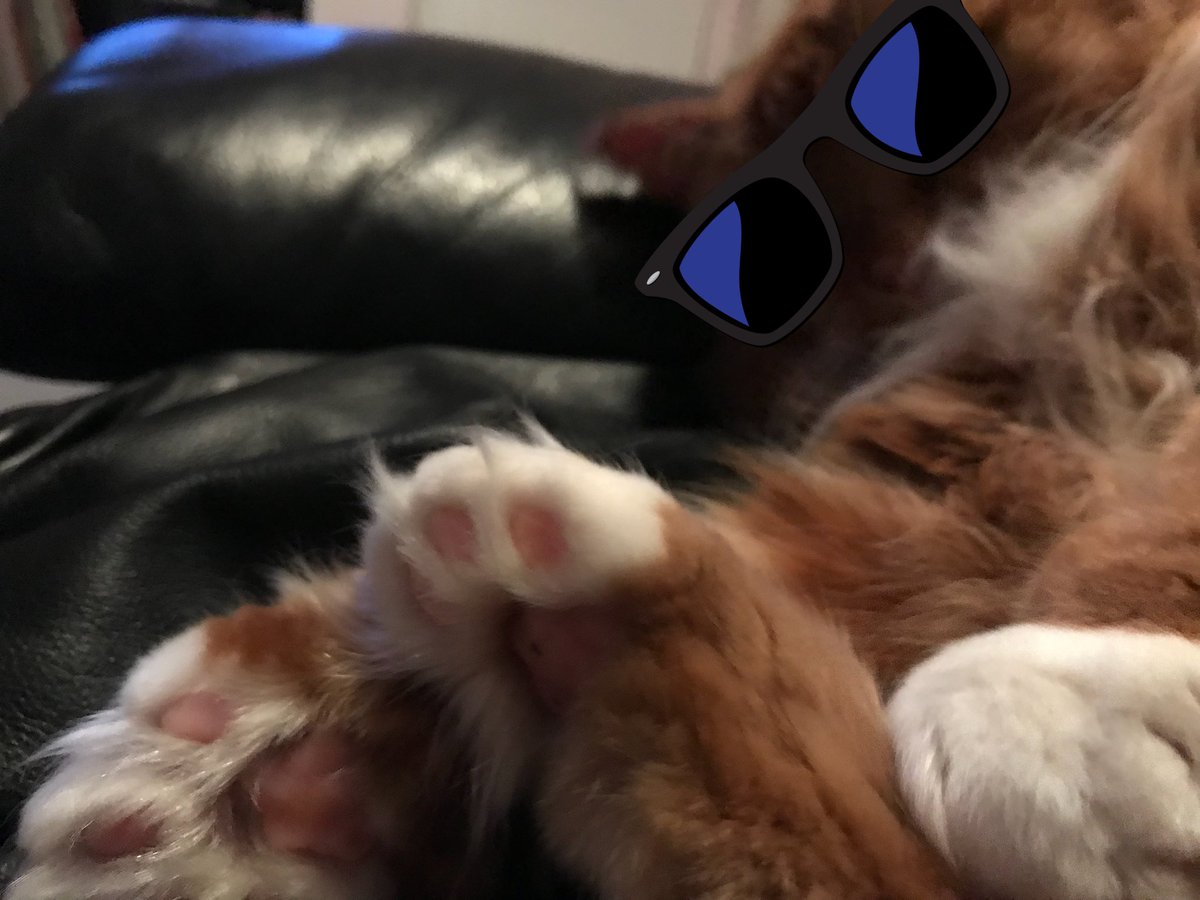 kiwitriuk's tweet photo. #coolcat #norwegianforestcat #hairytoes #ginger #cat #furry https://t.co/Q9hJlc1PsN