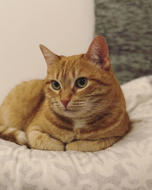 ilgattolardo's tweet photo. Portrait 🙅‍♀️🙋‍♀️🙆‍♀️🤷‍♀️💆‍♀️ #cat #cats #catsofinstagram #meow #gatti_italiani_ #catlover #catoftheday #catsagram #picoftheday #photooftheday #vsco #vscocam https://t.co/Vnx9yttnCZ