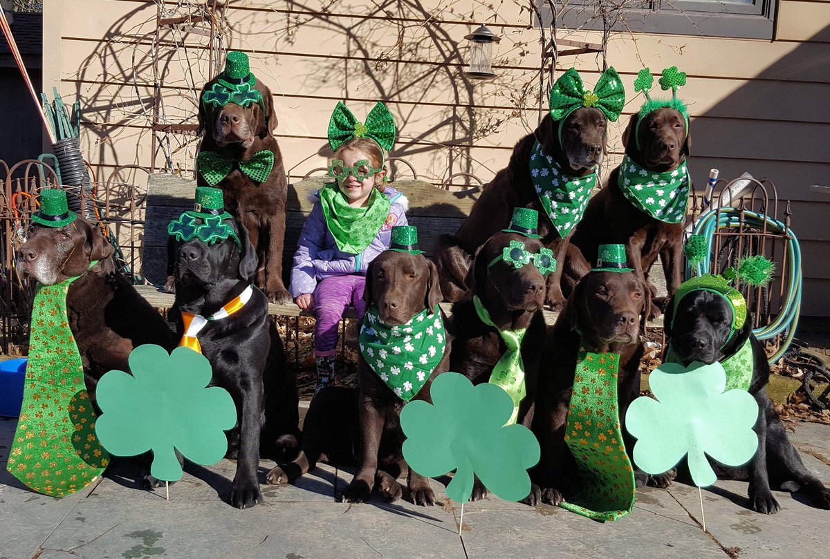 I’m seeing green! 🍀And Labs! 💕🍀🐾 #dogsingreen @ Captain Nicks Labs @cleveland19news