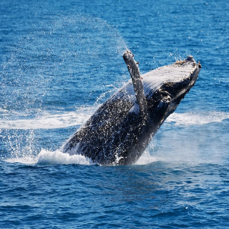 BitcoinNews's tweet photo. The ‘Mt Gox Whale’ Explains His Crypto-Selling Strategy https://t.co/GTgx11dicy #Bitcoin https://t.co/2jwTGJEnRZ