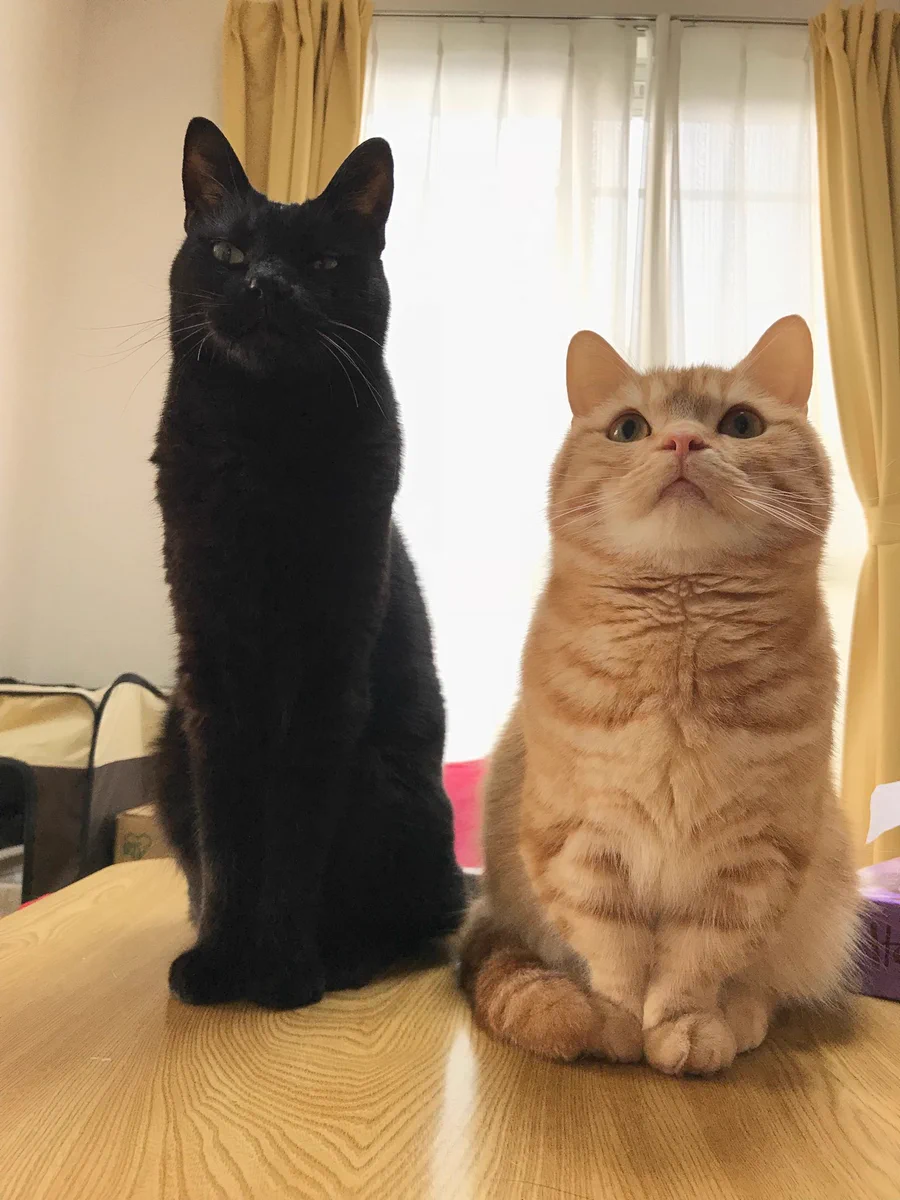 いや、こんなに違い出るの？w黒猫と茶色の猫は同じオス猫なのにこんなに差が出てるw
